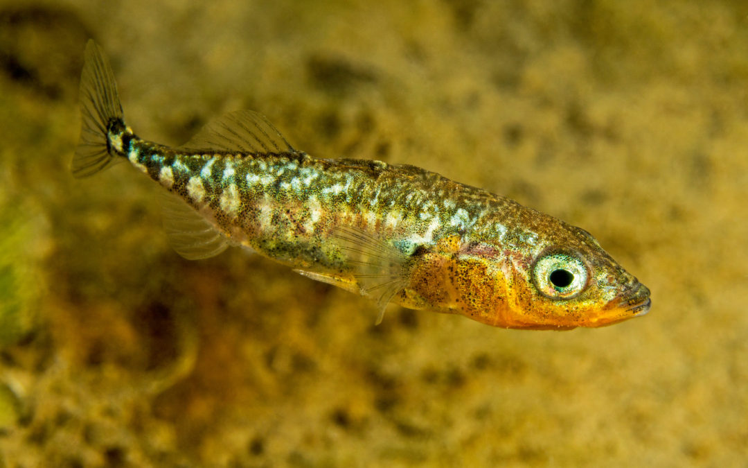 Fisch des Jahres 2018: Der Dreistachlige Stichling (Gasterosteus aculeatus)
