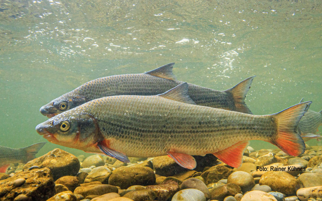 Fisch des Jahres 2020 – Die Nase