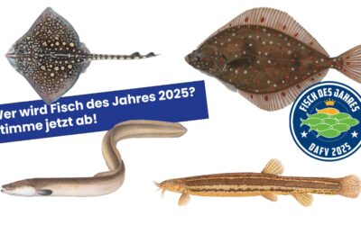 Aufruf zur Abstimmung: Wählt den Fisch des Jahres 2025