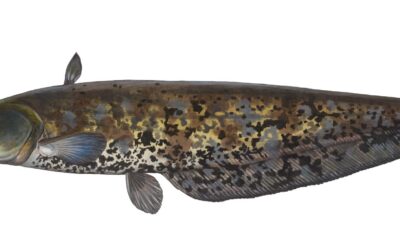 Der Europäische Wels ist Fisch des Jahres 2026